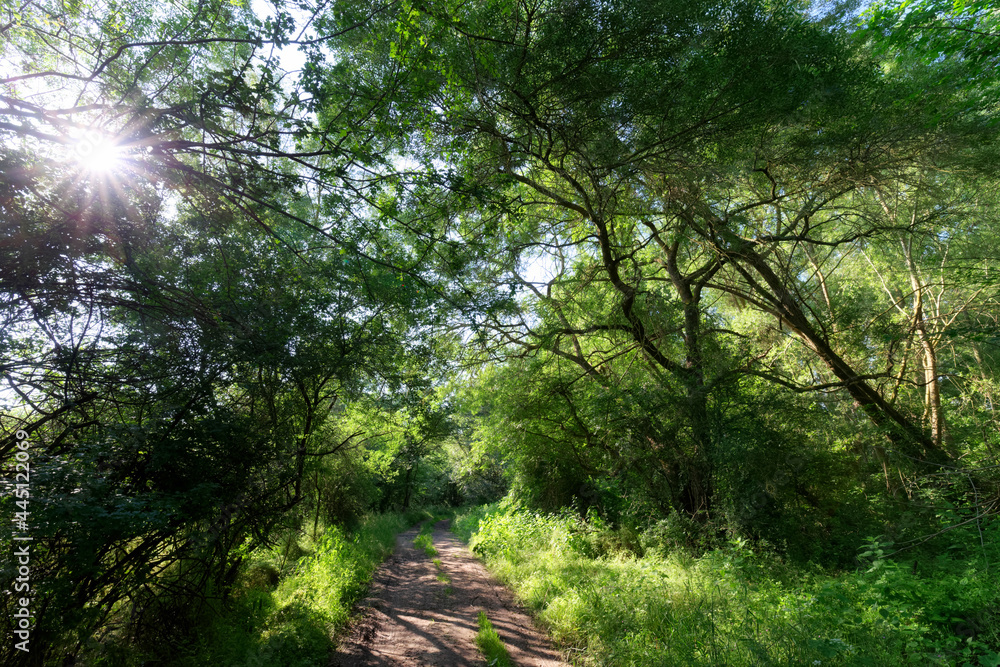 Obraz premium Footpath along the Loire river near Vouvray village