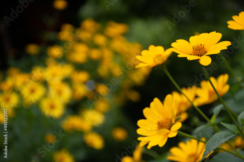 Beautiful fresh bush of yellow chamomile on a green background. Garden in a private house. Selective focus, copy space
