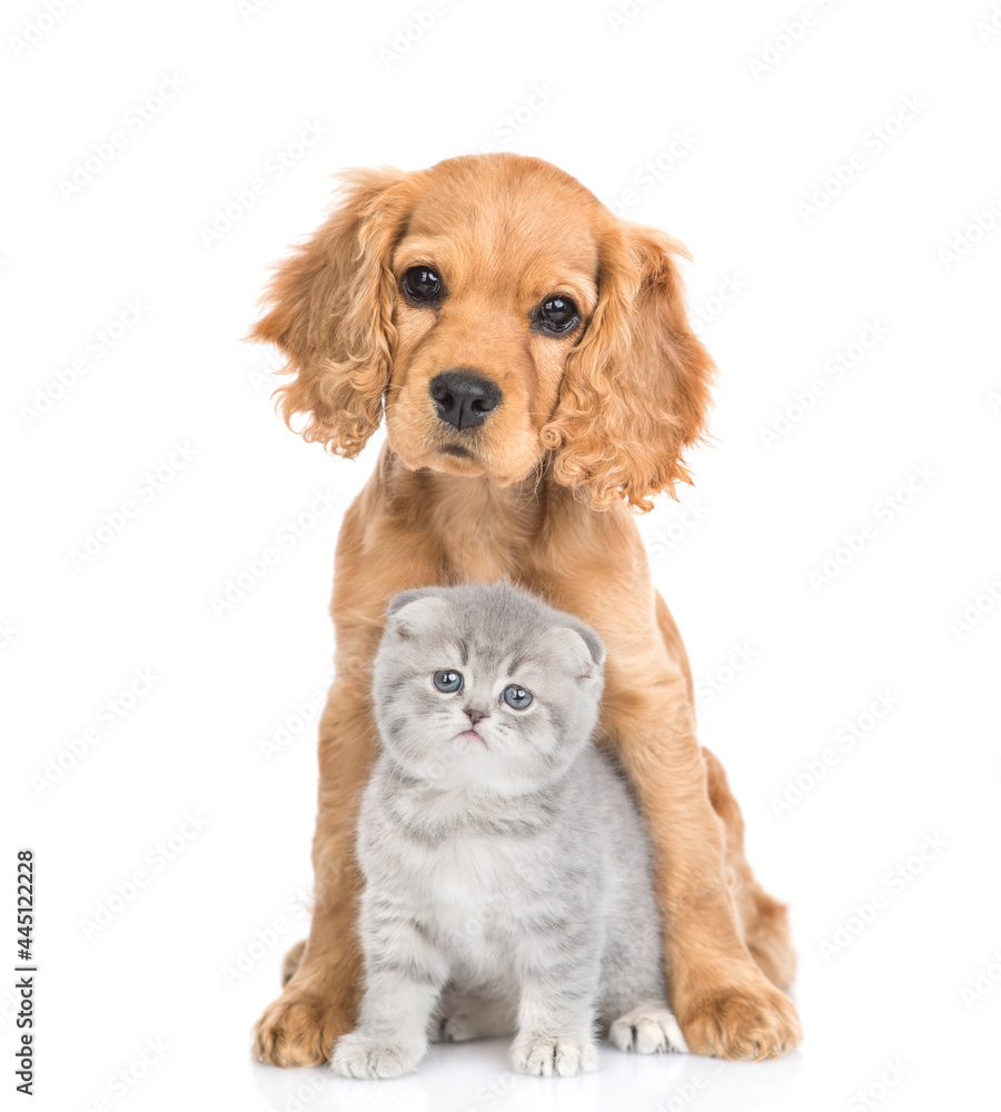 Young English cocker spaniel puppy dog hugs kitten. Pets sit in front view and look at camera together. isolated on white background
