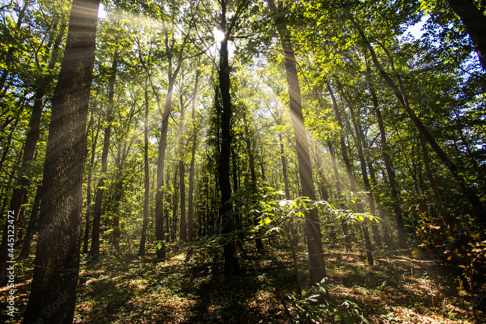 Obraz premium sun rays in green forest