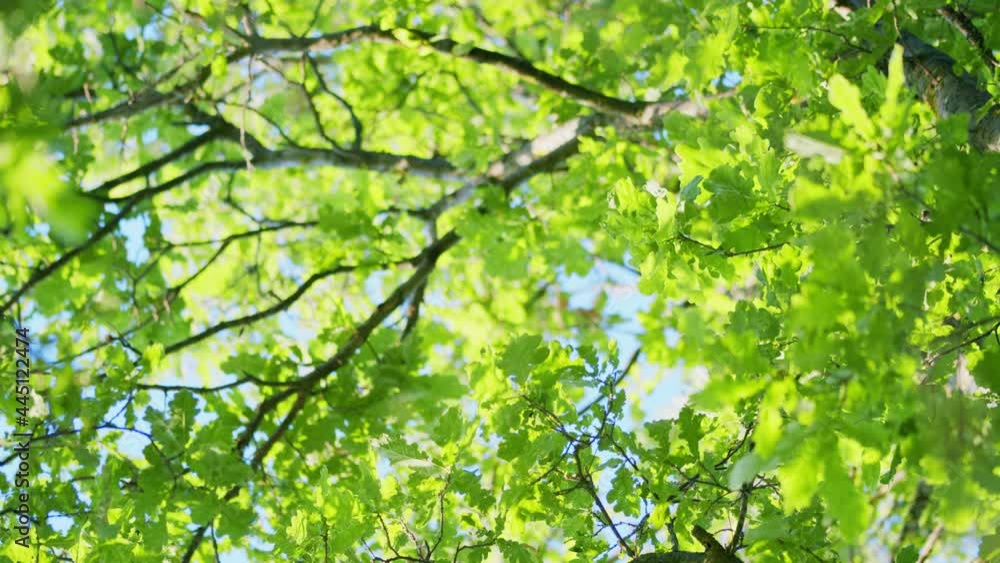 Beautiful sun shine through blowing on wind tree green leaves. Nature spring our summer season. Beautiful sun shine through blowing on wind tree green leaves. Nature spring our summer season.