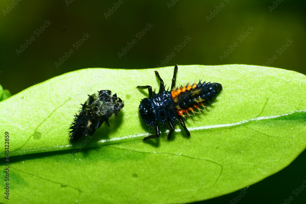 insect on leaf macro photography insect on leaf macro photography