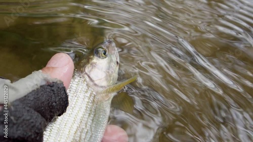The fisherman holds the caught grayling in his hand and then releases him to freedom, this is the principle of modern fishing, he caught the release. Fly fishing, fish caught on a nymph. Humanity in f photo