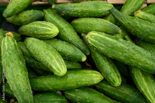 Green cucumber background. Organic eating. Agriculture retailer. Farmers nature food. fresh cucumber in the supermarket. Green cucumbers on shelf in supermarket. 