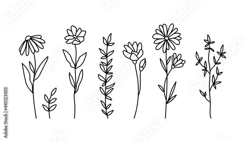 Wildflowers black and white clipart bundle, daisy and chamomile flower, botanical floral isolated elements, meadow flowers vector