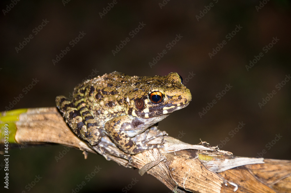 Frog is on a branch to catch insects. Frog is on a branch to catch insects.