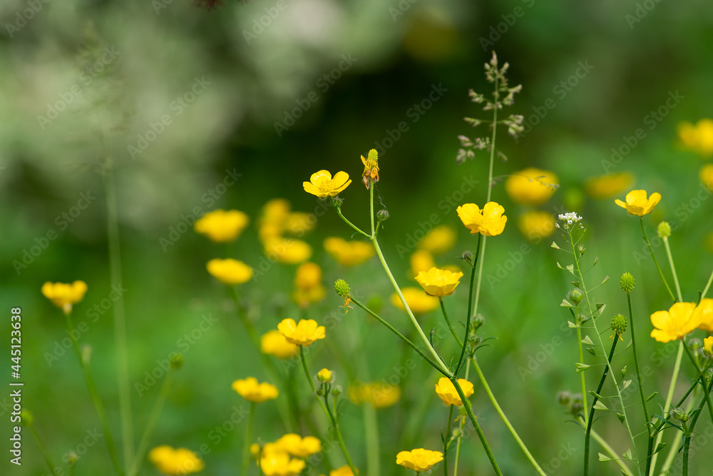 Obraz premium Ranunculus acris plant flower. meadow buttercup or tall buttercup or common buttercup or giant buttercup yellow flower