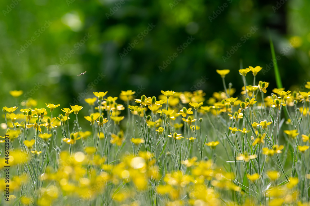Obraz premium Ranunculus acris plant flower. meadow buttercup or tall buttercup or common buttercup or giant buttercup yellow flower