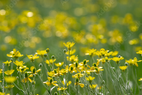 Ranunculus acris plant flower. meadow buttercup or tall buttercup or common buttercup or giant buttercup yellow flower