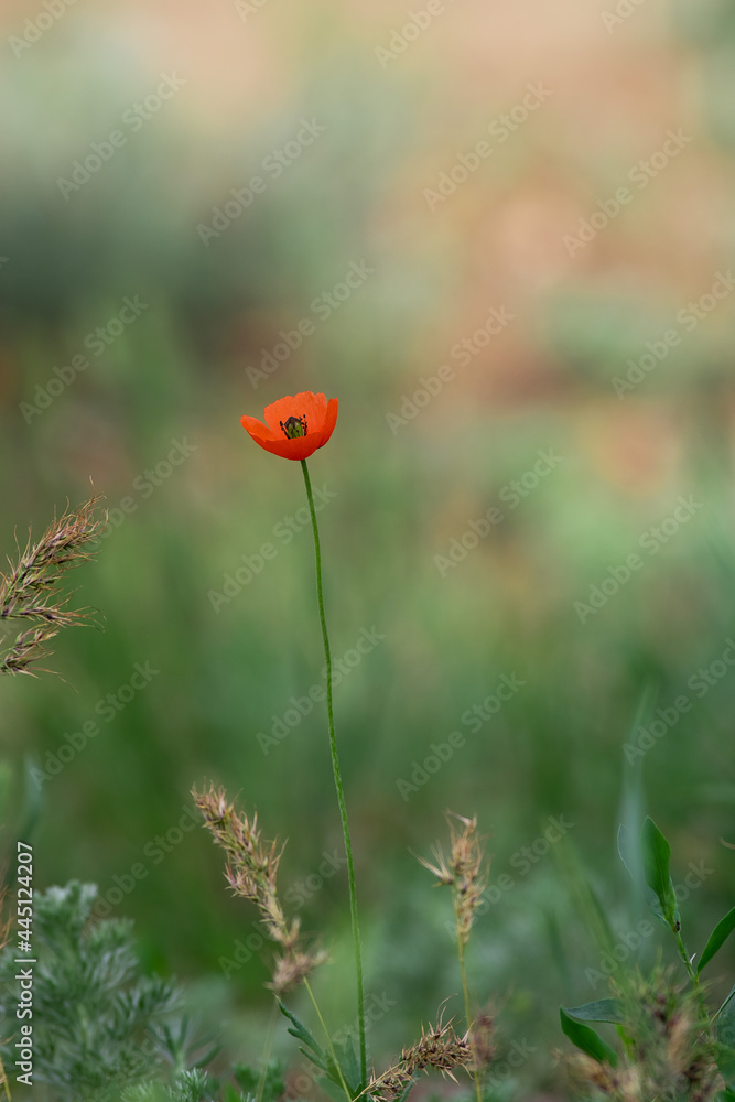 Fototapeta premium Papaver rhoeas red flower. Сommon poppy, corn poppy, corn rose, field poppy, Flanders poppy, red poppy.