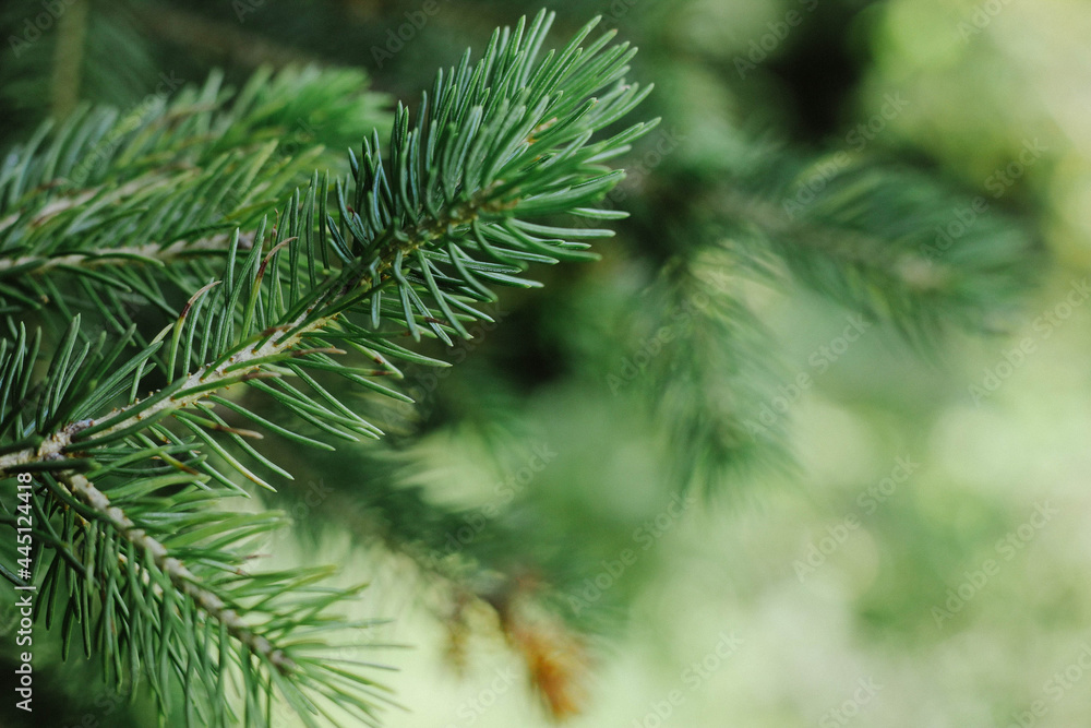 Green spruce branches as background
