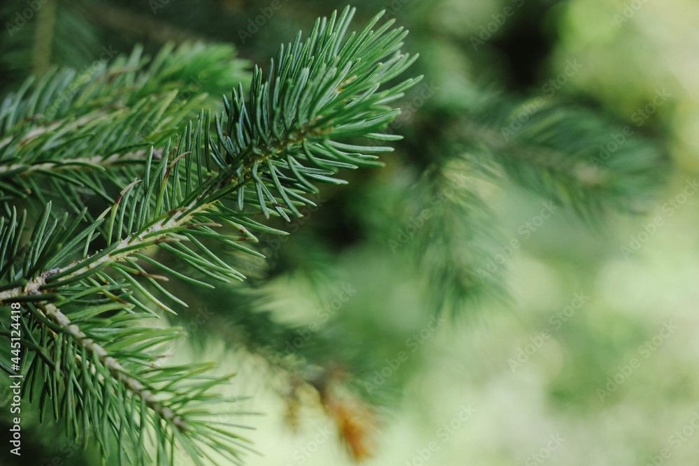 Green spruce branches as background Green spruce branches as background