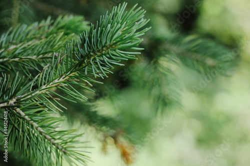 Green spruce branches as background © Yekaterina