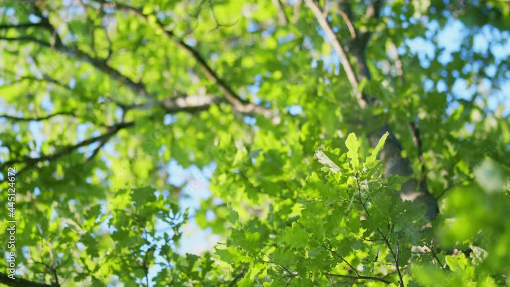 Sun light shine through green tree in morning day. Growing fresh green plant. Sun light shine through green tree in morning day. Growing fresh green plant.