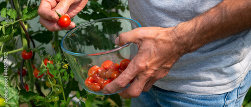 Bannière d'un jardinier cueillant des tomates cerises rouges dans une serre, remplissant un bocal en verre photo