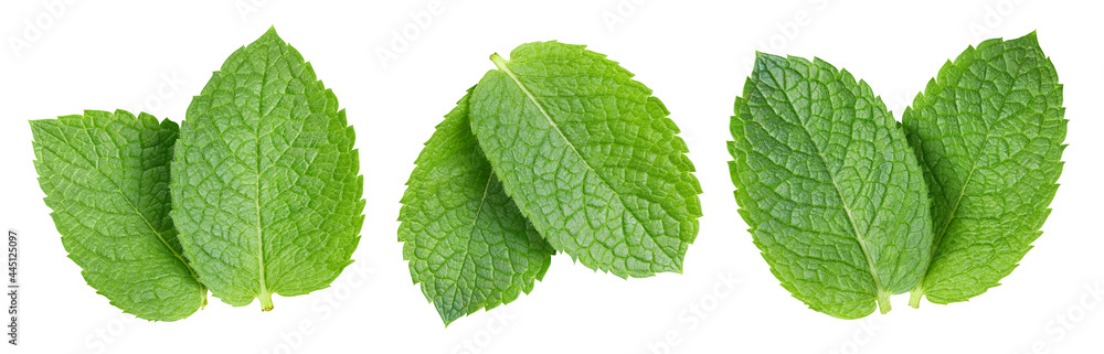 Fototapeta premium Mint leaf isolate on white