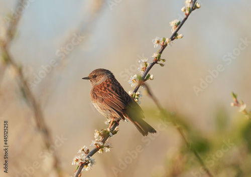 Dunnock bird on a blooming tree branch photo