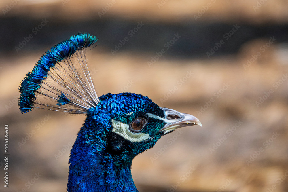 Close up image of a blue male peacock or peafowl showing just it's head and neck with a blurred background. Close up image of a blue male peacock or peafowl showing just it's head and neck with a blurred background.