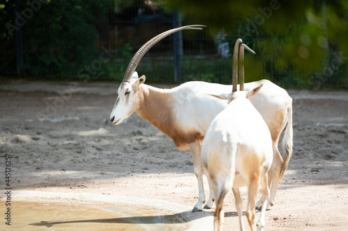 Pair of Scimitar oryx on a field photo