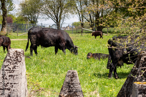 Herd of black cattle grazing between the concrete humps at the Westwall nearby Simmerath photo