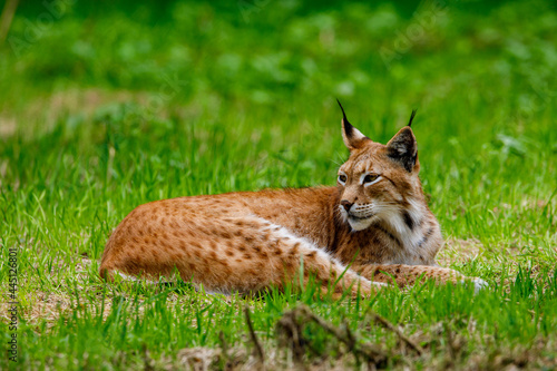 A lynx in the grass