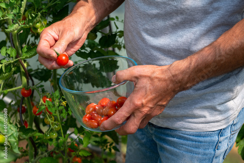 Jardinier cueillant des tomates cerises rouges dans une serre, remplissant un bocal en verre photo