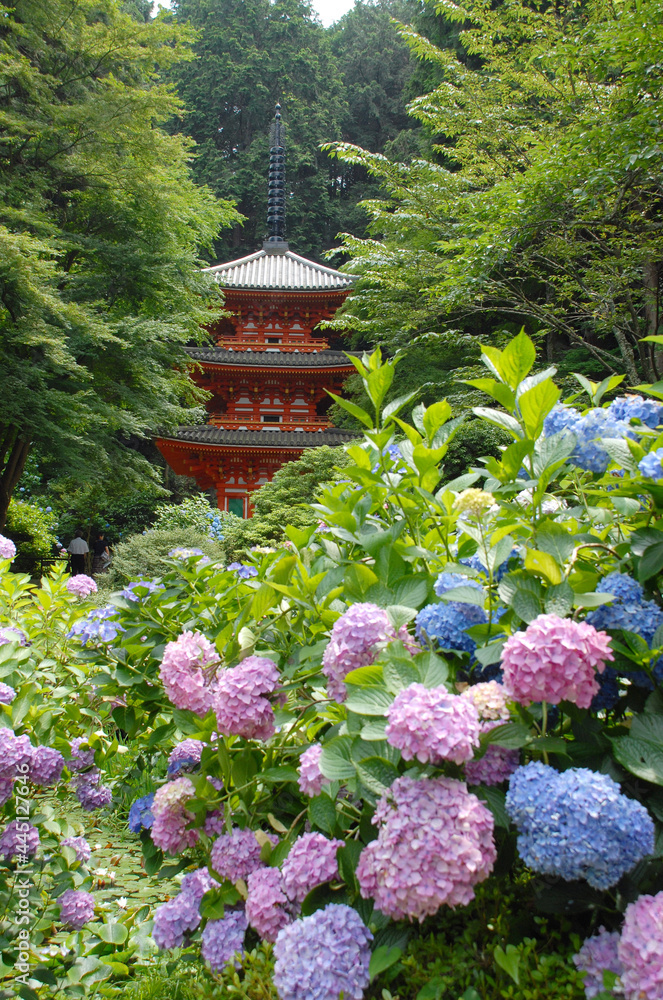 岩船寺　アジサイと三重塔　京都府木津川市