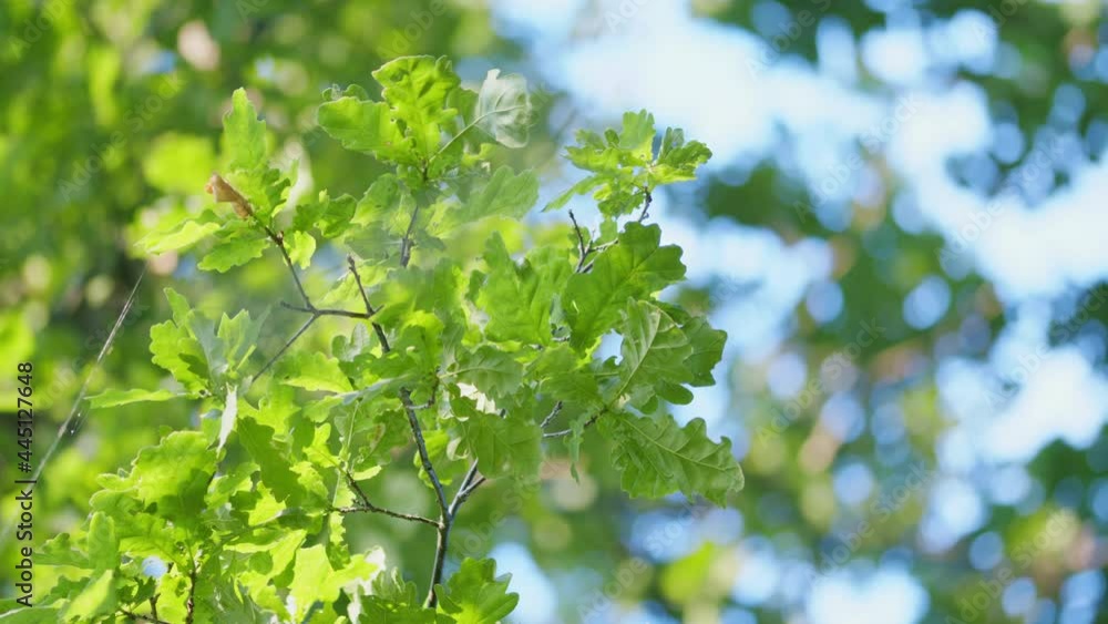 Leaves are illuminated by rays of setting sun. Fresh green leaves on a tree sway in wind. Leaves are illuminated by rays of setting sun. Fresh green leaves on a tree sway in wind.