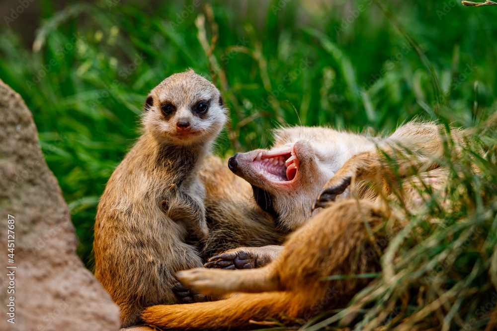 Obraz premium meerkat on the lookout