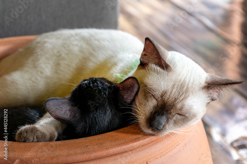 White mother cat sleeping hugging a black kitten