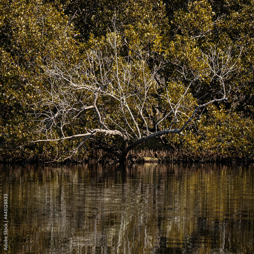 Dead mangrove tree, Wandandian Creek, NSW, July 2021
