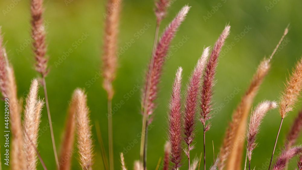 Red pennisetum grass