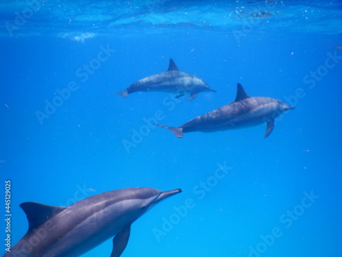 pack of spinner dolphins stenella longorostris in egypt coral reef lagoon sataya  photo