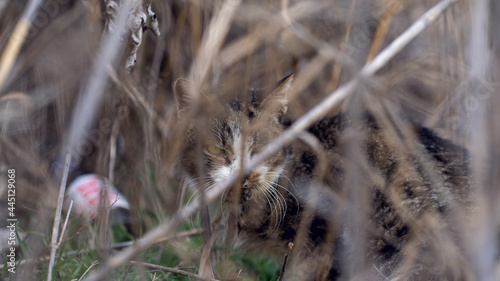 Homeless cat in the grass photo