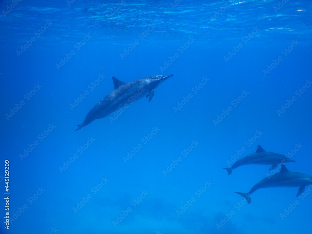 pack of spinner dolphins stenella longorostris in egypt coral reef lagoon sataya 