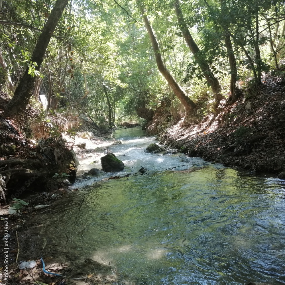 river in the forest river in the forest