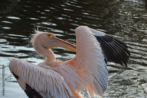 Great white pelican preening in St James's Park, London, UK. photo