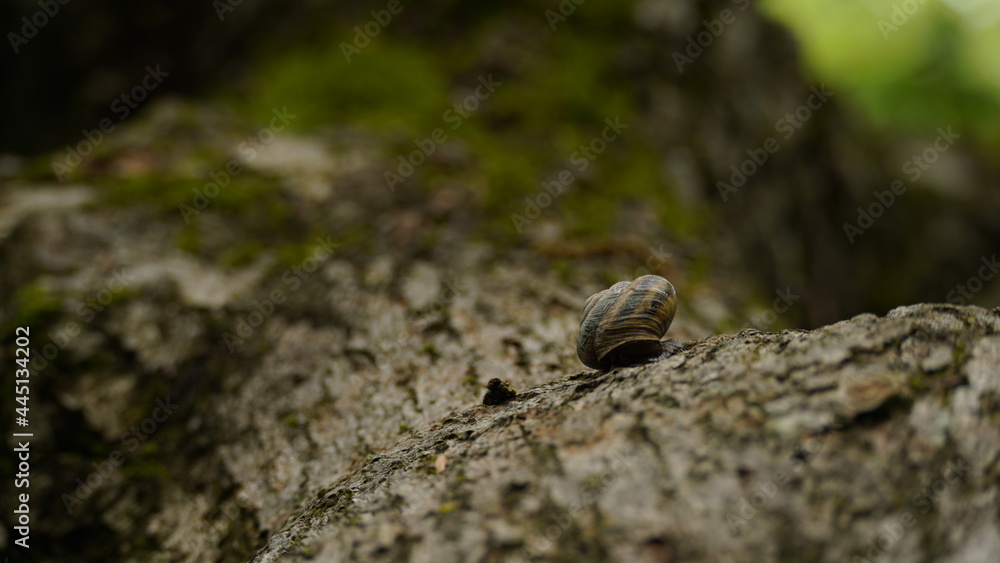 Snail on a tree Snail on a tree