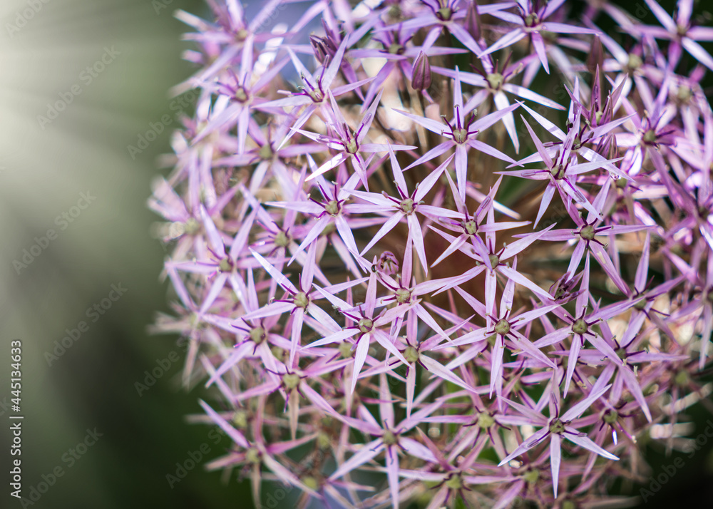 Stars of Persia Allium Christophii perennial bearing umbels contain up to 100 star shaped fuchsia flowers with a metallic sheen growing in wild flower garden. Stars of Persia Allium Christophii perennial bearing umbels contain up to 100 star shaped fuchsia flowers with a metallic sheen growing in wild flower garden.