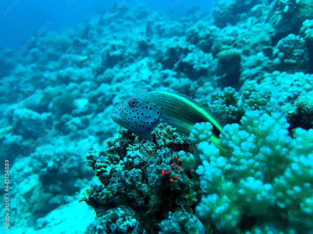 Fototapeta premium freckled hawkfish
