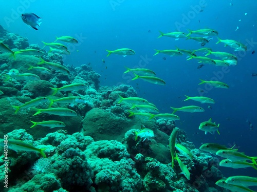 school of fish in the reef