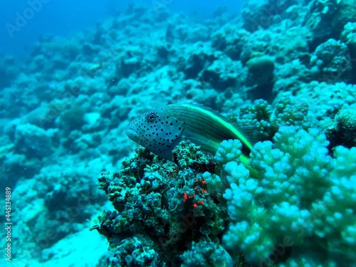 freckled hawkfish