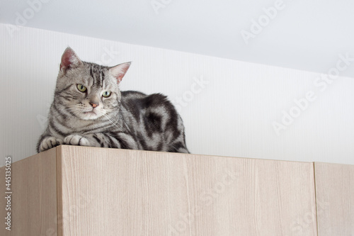 American shorthair male cat tabby classic silver color is looking and lying on wooden cabinet, Backdrop of white wall with copy space, Built in furniture modern minimal style in living room.