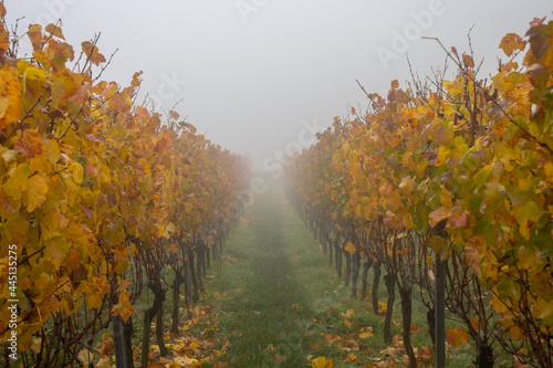 Nebel in den Weinbergen