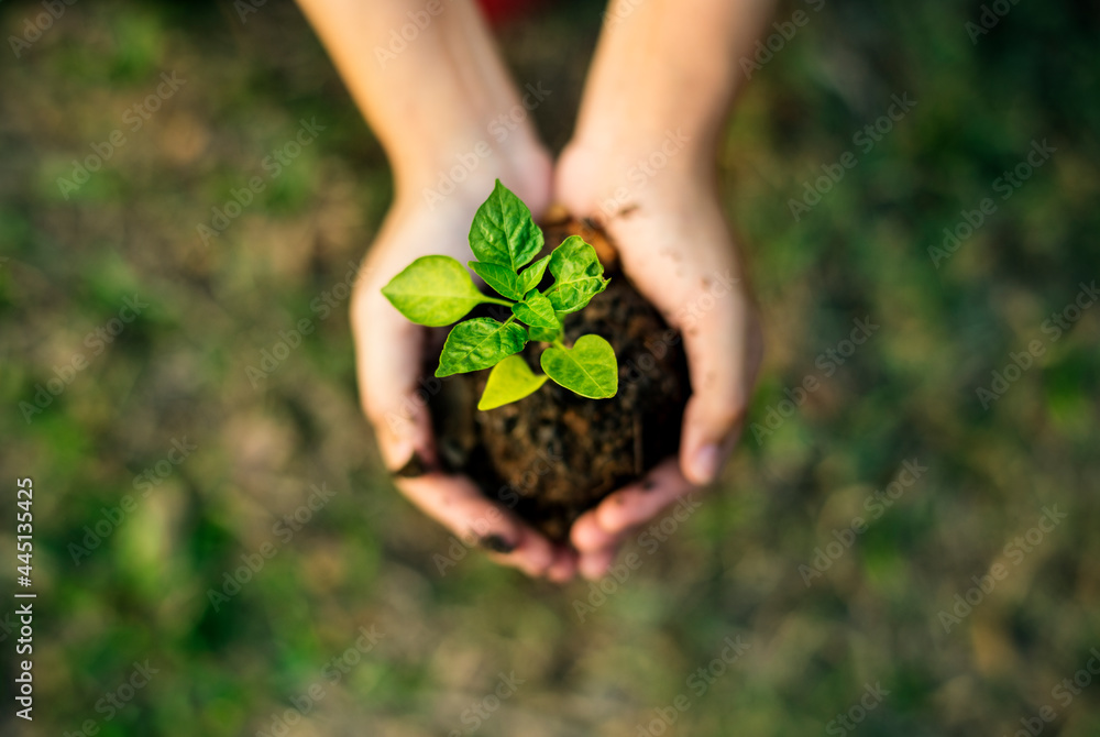 Hand holding sprout for growing nature Hand holding sprout for growing nature