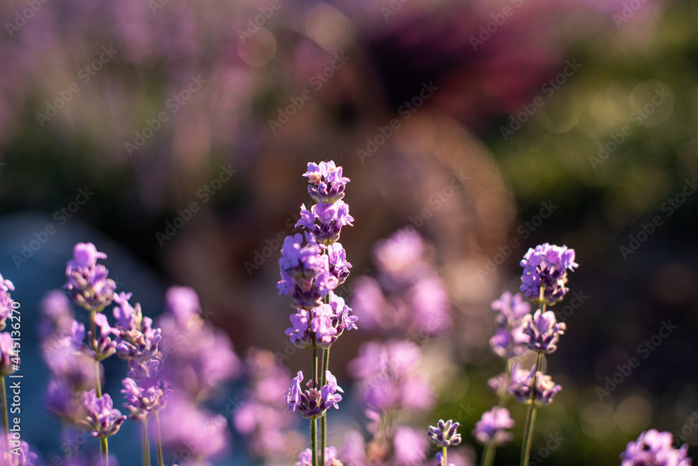 close-up shot of lavender field close-up shot of lavender field
