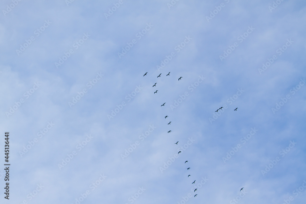 flock of birds in blue sky with clouds flock of birds in blue sky with clouds