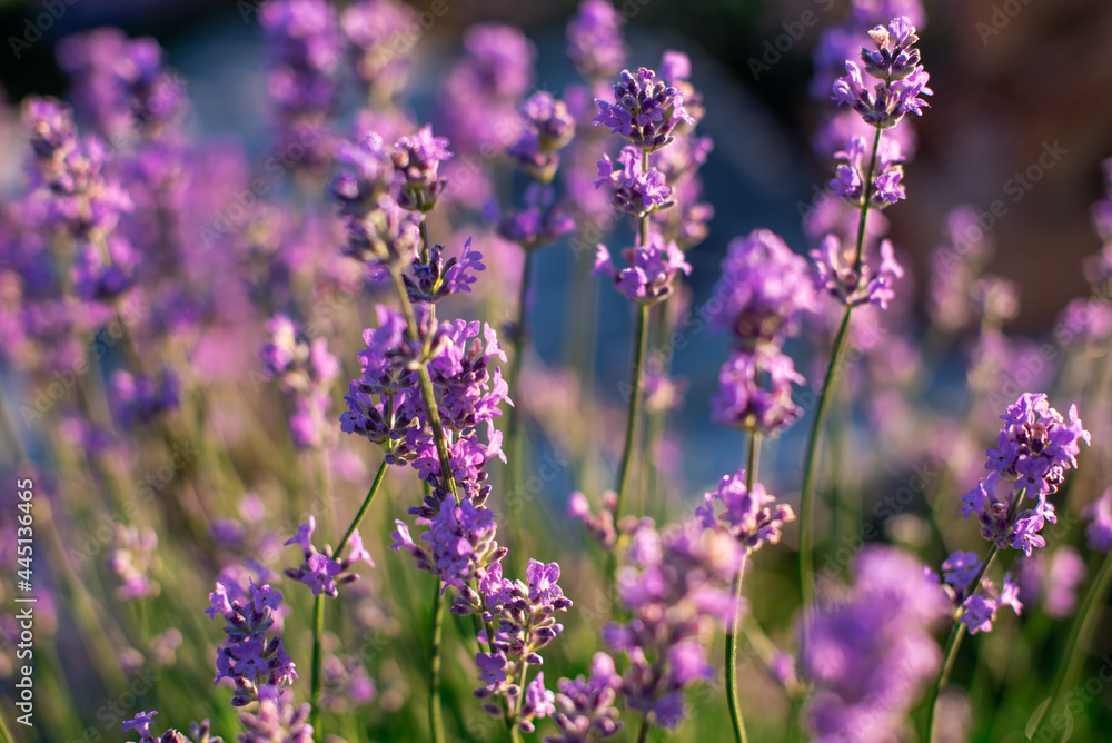 Naklejka premium close-up shot of lavender field