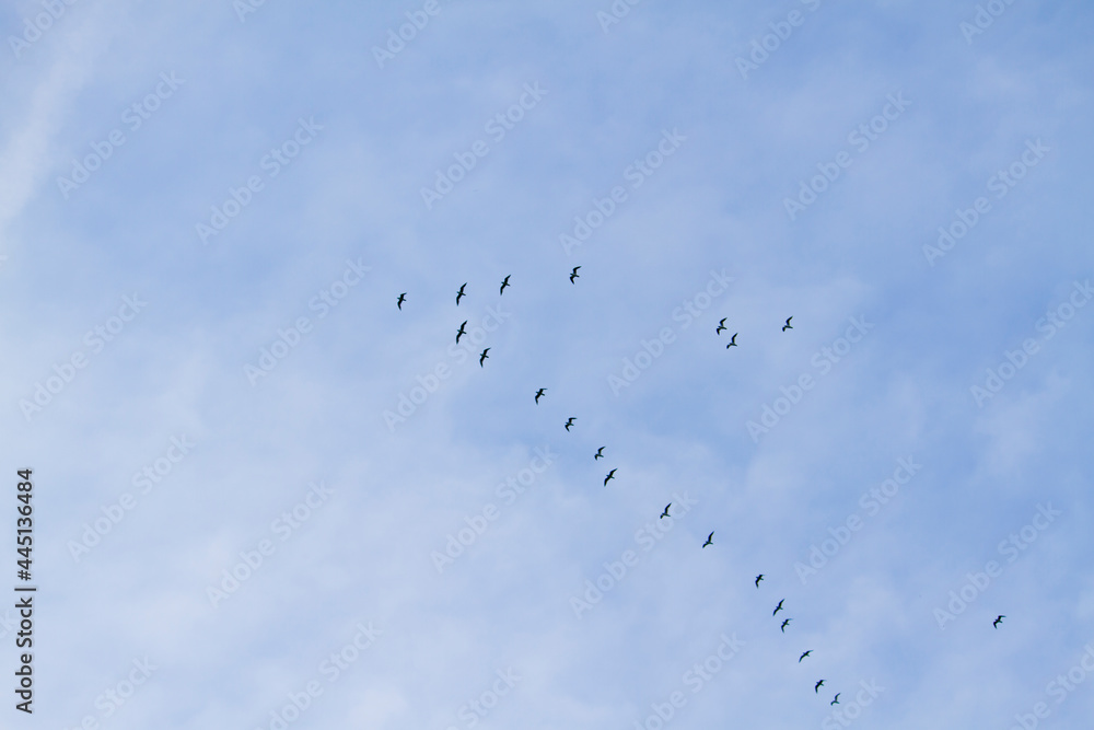 flock of birds in blue sky with clouds flock of birds in blue sky with clouds