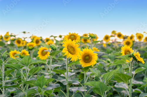 Sunflower field. Sunflowers field against clear blue sky